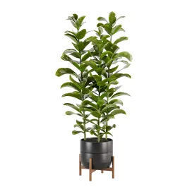 Indoor plant Set